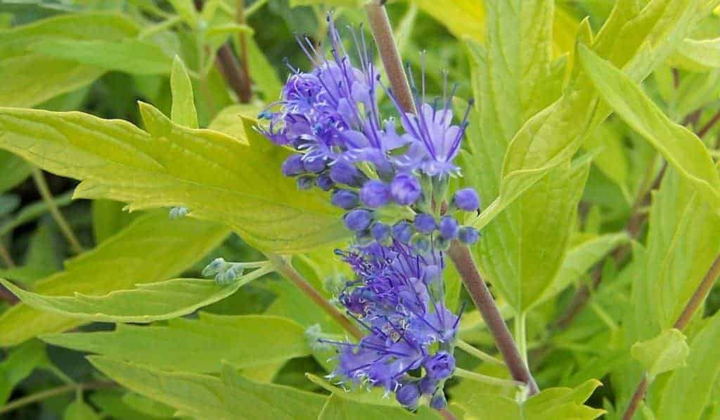 CARYOPTERIS x clandonensis ‘ Grand Bleu' / CARYOPTERIS x clandonensis ‘ Grand Bleu' - Photo 2
