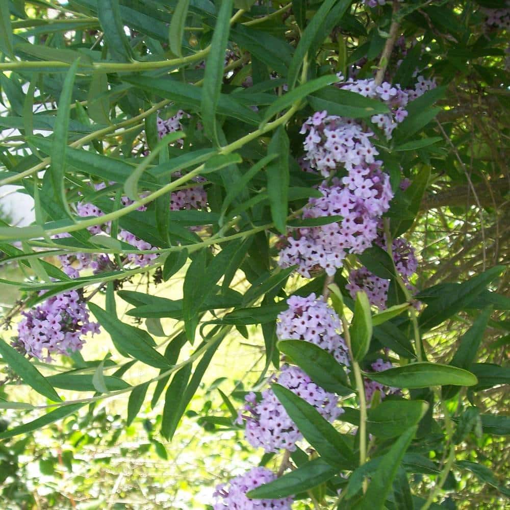 BUDDLEJA alternifolia / Arbre aux papillons à feuilles alternes - Photo 2