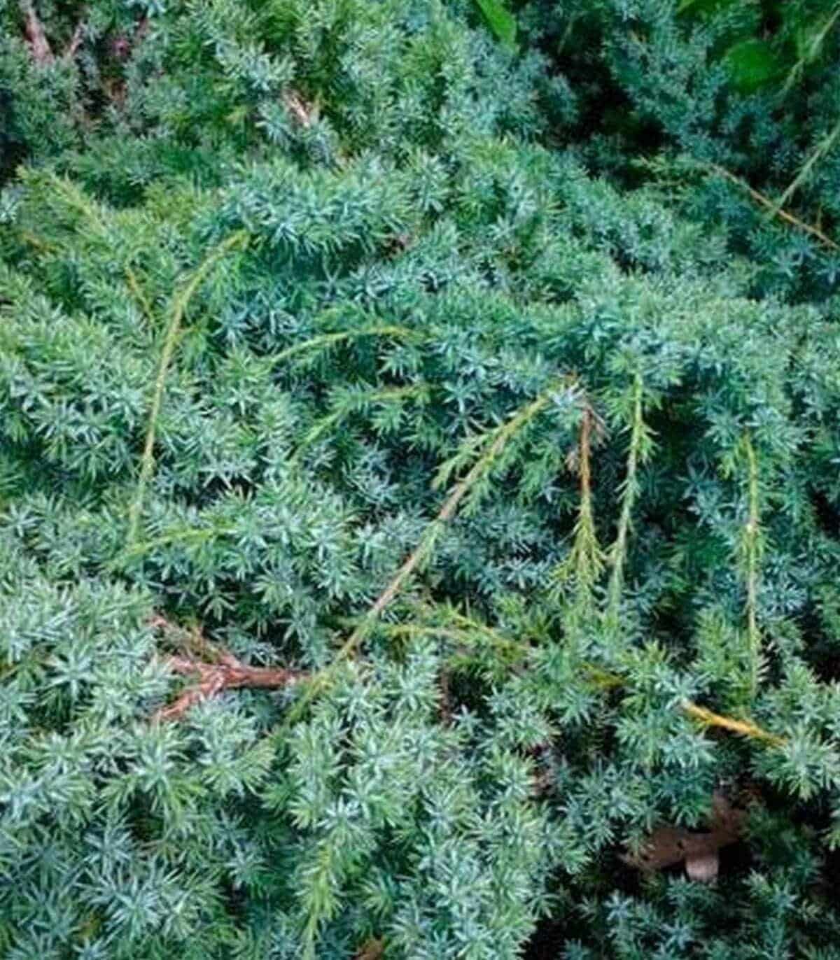JUNIPERUS chinensis ‘Blue Alps’  / Genévrier de Chine 'Blue Alps' - Photo 2