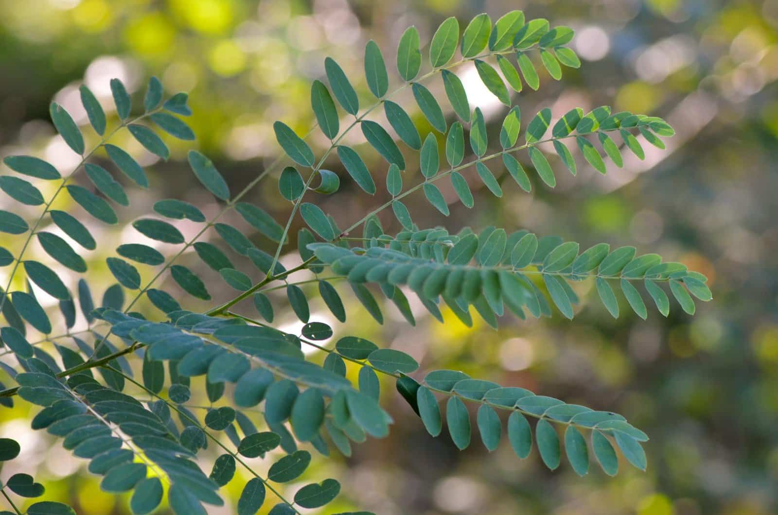 ROBINIA pseudoacacia / Robinier faux acacia - Photo 2
