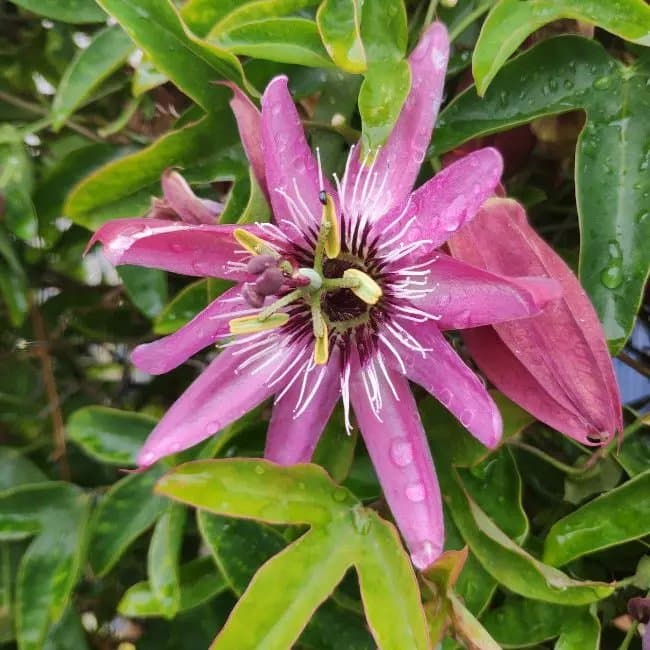Passiflore 'Victoria' - passiflora - Photo 3