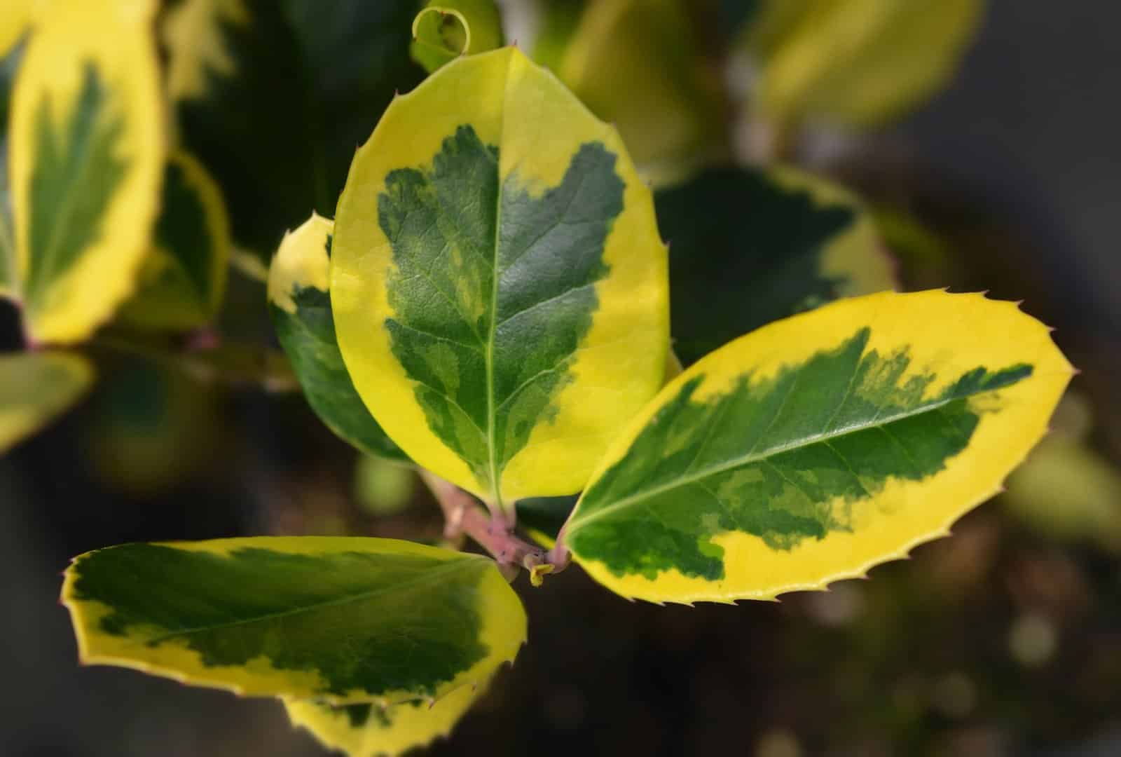 ILEX altaclerensis 'Golden King' - Houx panaché - Photo 1
