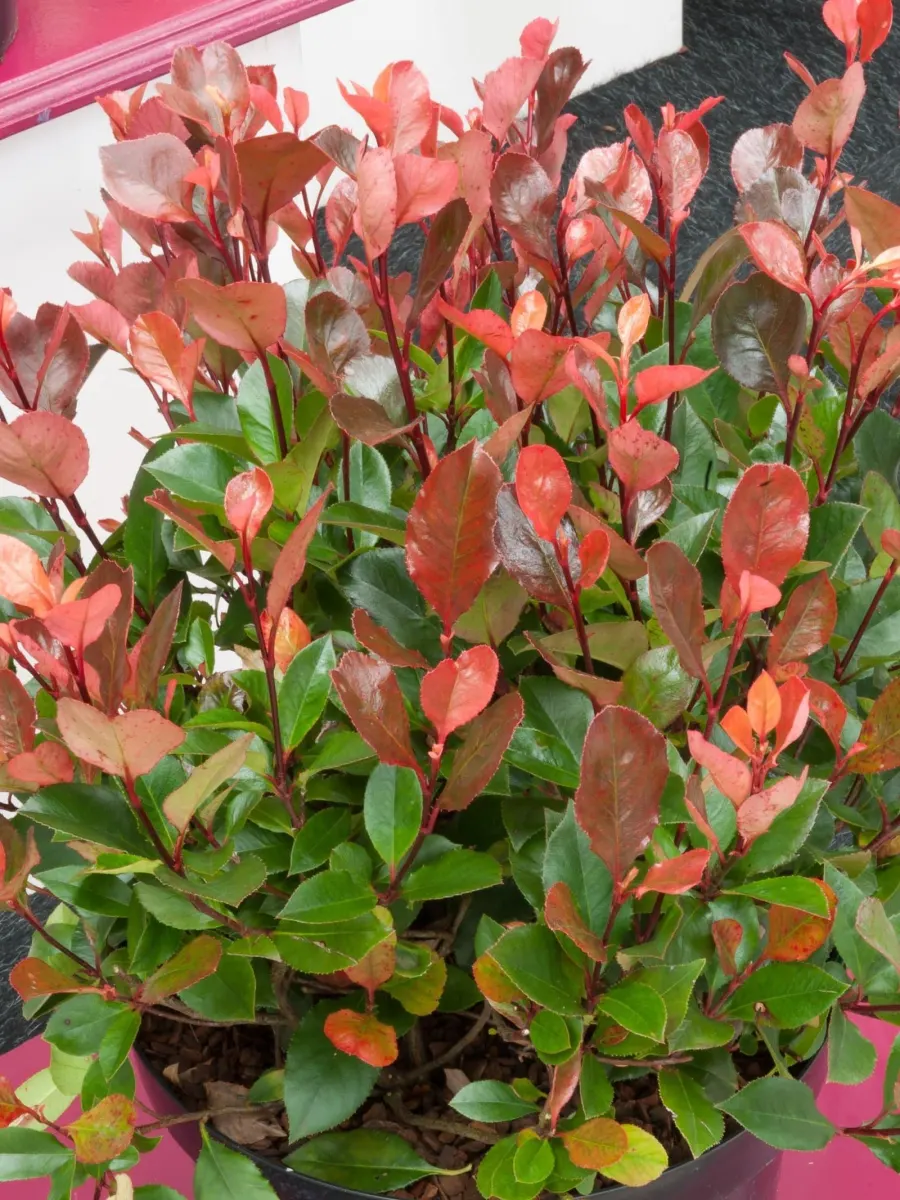 PHOTINIA x fraseri ‘Little Red Robin’ / Photinia nain - Photo 1