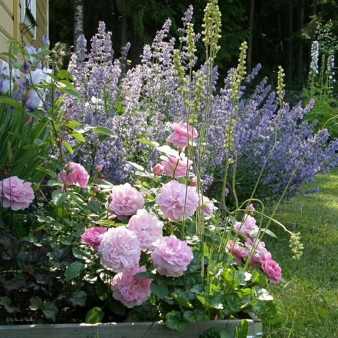 Deutzia scabra  'Pink Pompon' / Deutzia scabra 'Pink Pompon' - Photo 1