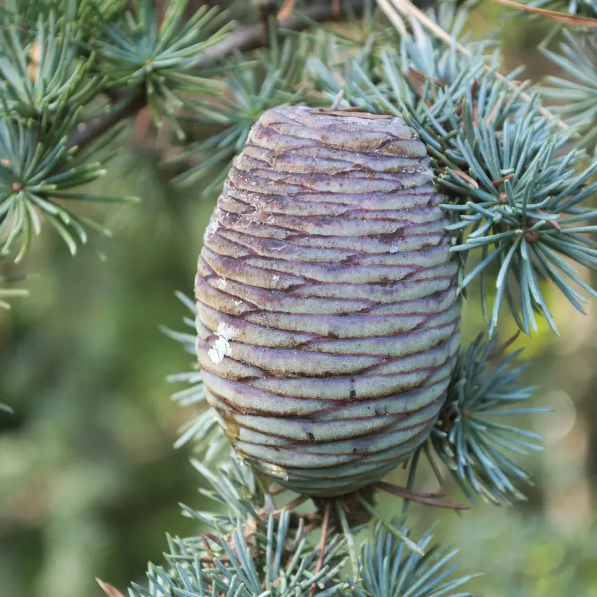 CEDRUS libani atlantica 'Fastigiata' / Cèdre de l'Atlas fastigié - Photo 1