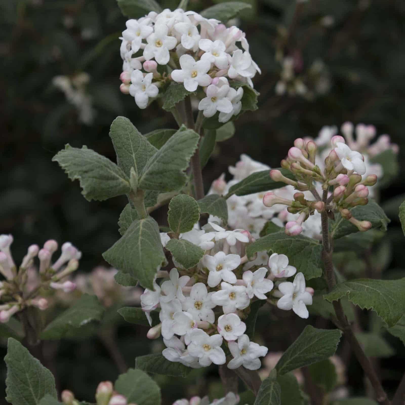 VIBURNUM Carlesii / Viorne de Carle - Photo 1