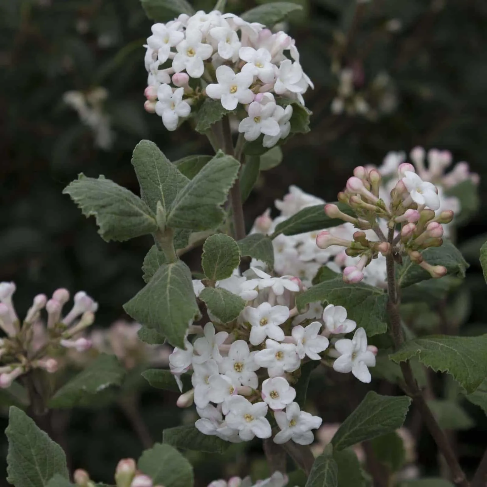 VIBURNUM Carlesii / Viorne de Carle