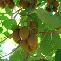 Kiwi femelle 'Hayward' - actinidia - Photo 2