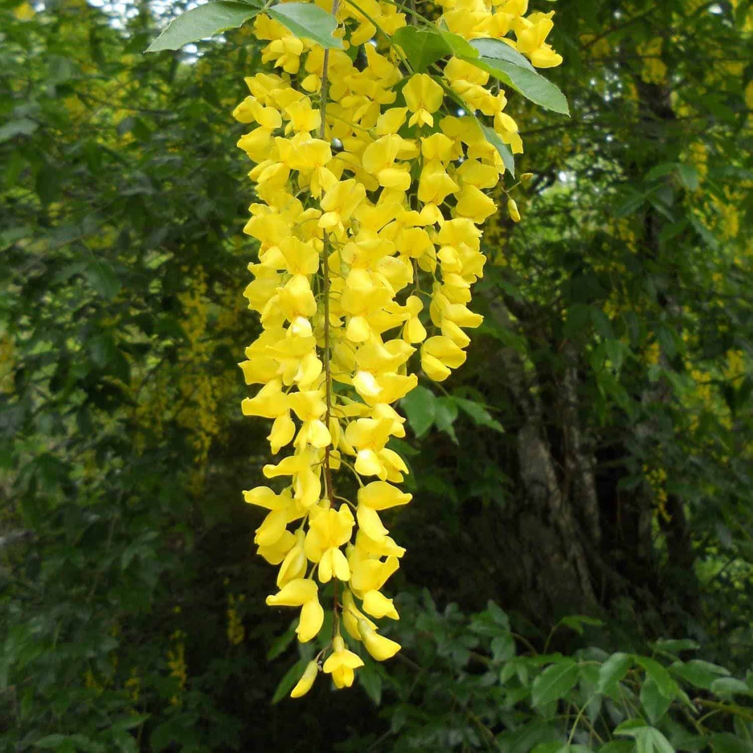 LABURNUM anagyroïdes / Cytise commun, Faux ébénier - Photo 1