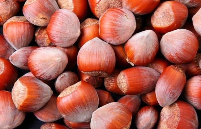 Corylus avellana 'Hallesche Riesen' / Noisetier Géant de Halle - Photo 1