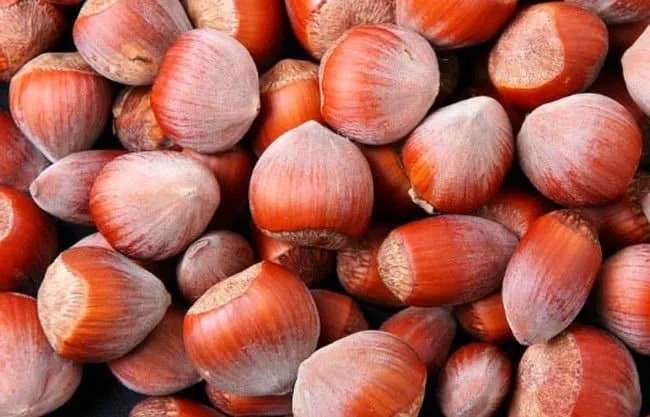 Corylus avellana 'Hallesche Riesen' / Noisetier Géant de Halle