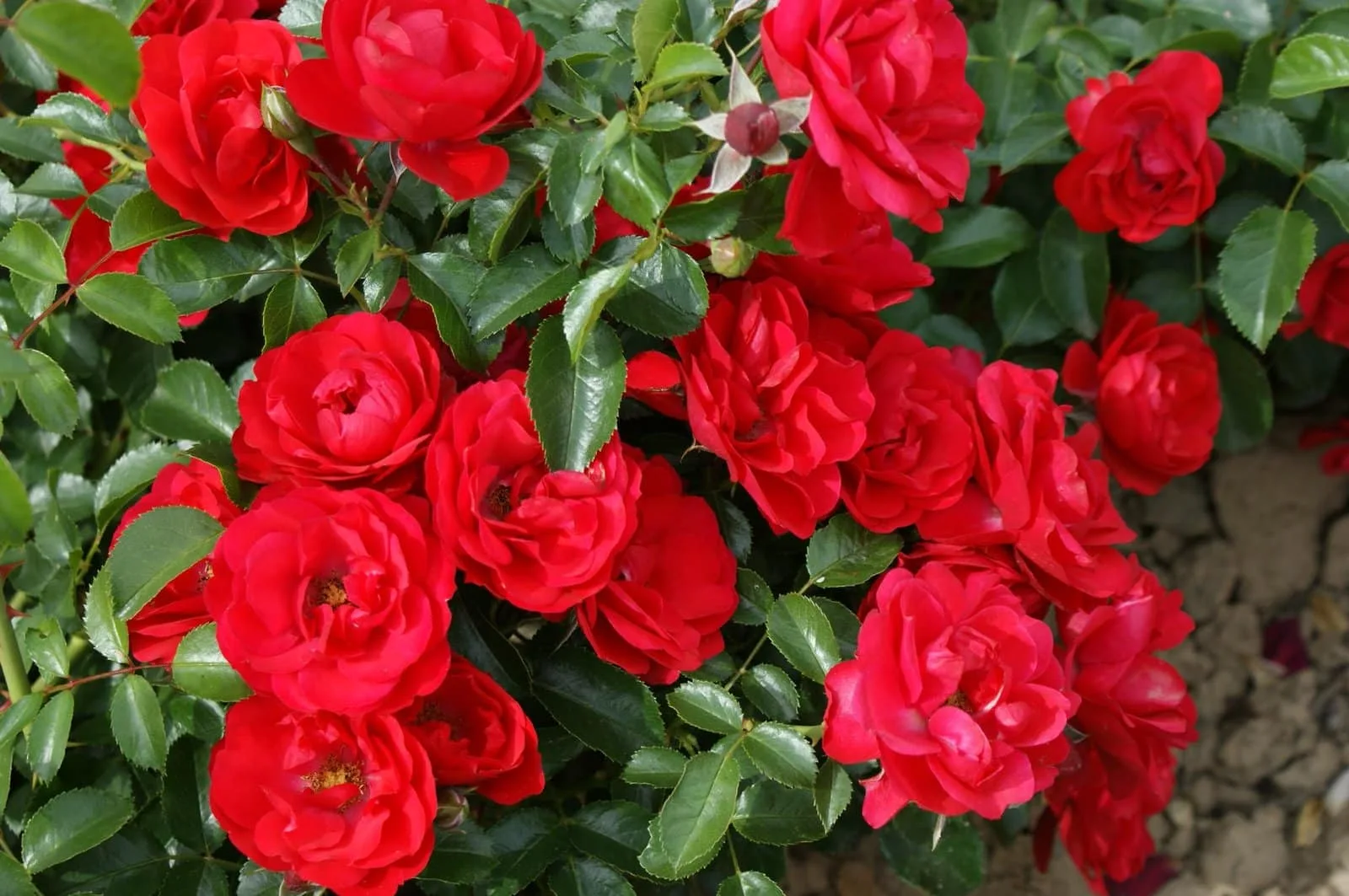 ROSIER décorosier 'Kadora' (rouge)