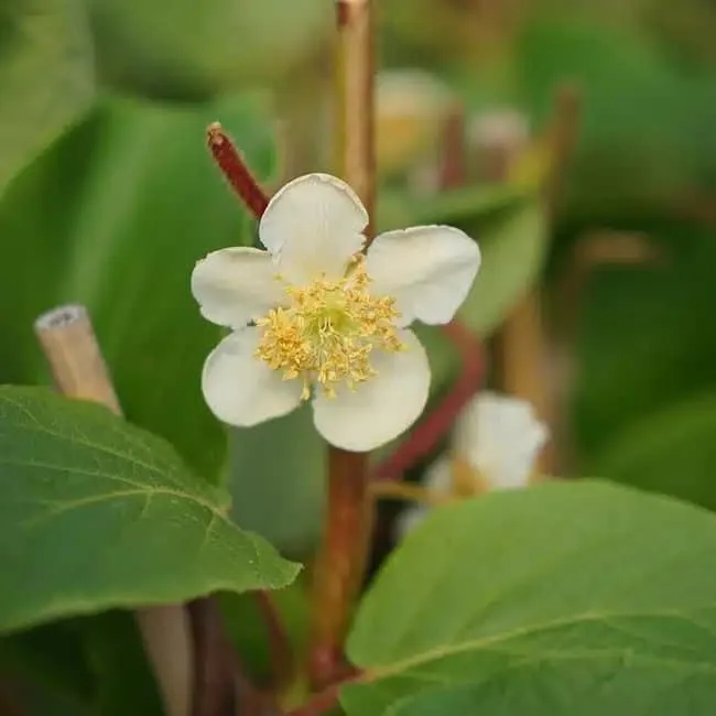Kiwi mâle - actinidia deliciosa