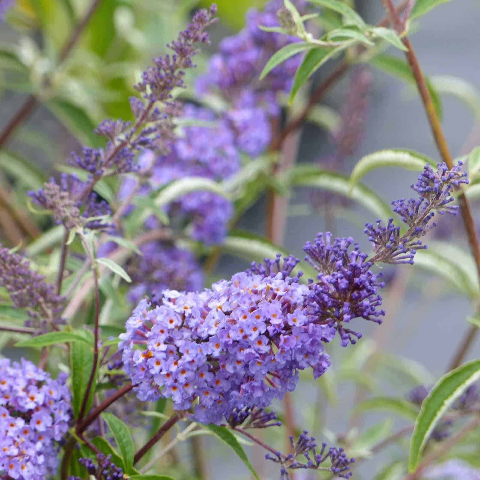 BUDDLEJA davidii ‘Nanho Blue’ / Arbre aux papillons nain 'bleu' - Photo 1