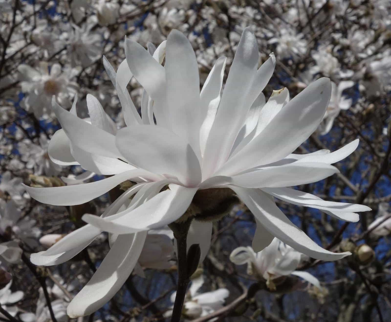 MAGNOLIA stellata / Magnolia étoilé - Photo 3