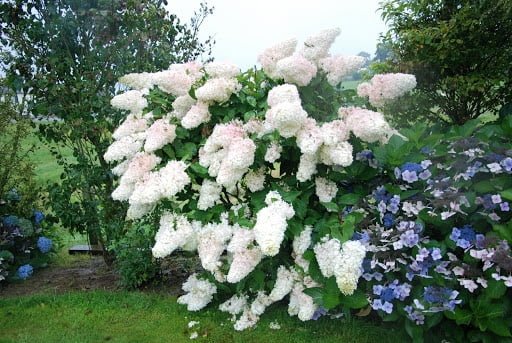 HYDRANGEA paniculata ‘Grandiflora’ / Hortensia paniculé 'Grandiflora' - Photo 3