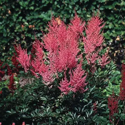 ASTILBE (A) 'ERIKA' / Fausse spirée - Photo 2