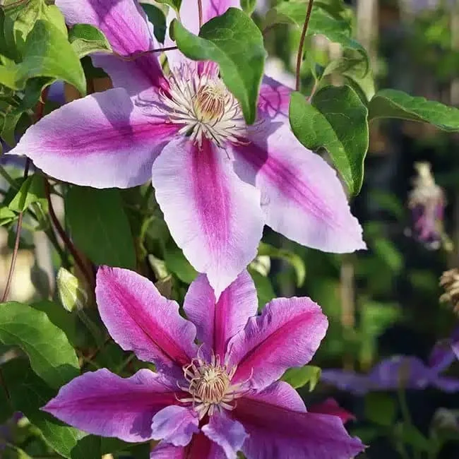 CLEMATIS 'Dr Ruppel' - Clématite 'Dr Ruppel'