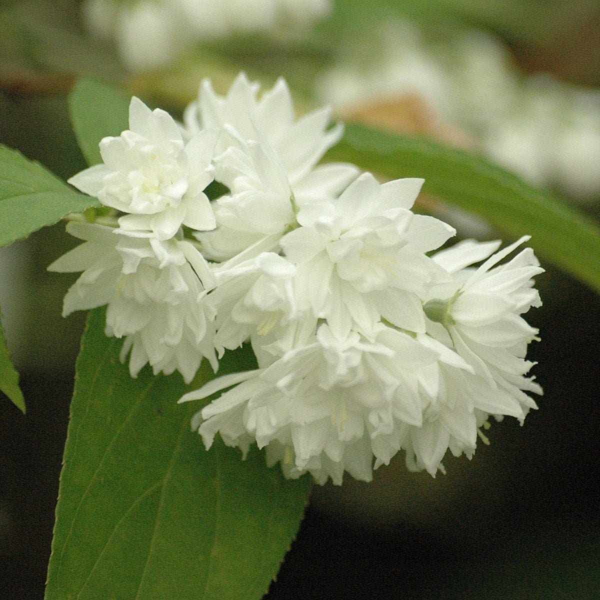Deutzia x magnifica / Deutzia x magnifica - Photo 1