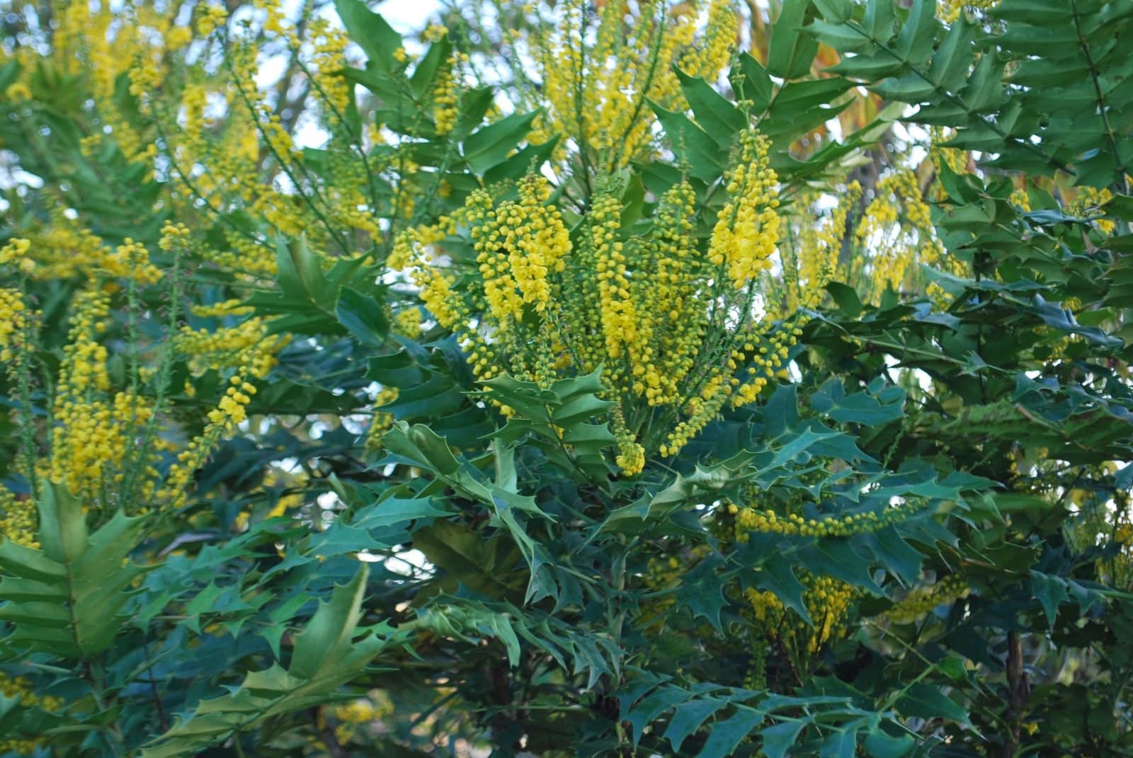 MAHONIA x media ‘Charity’ / Mahonia x media 'Charity' - Photo 3