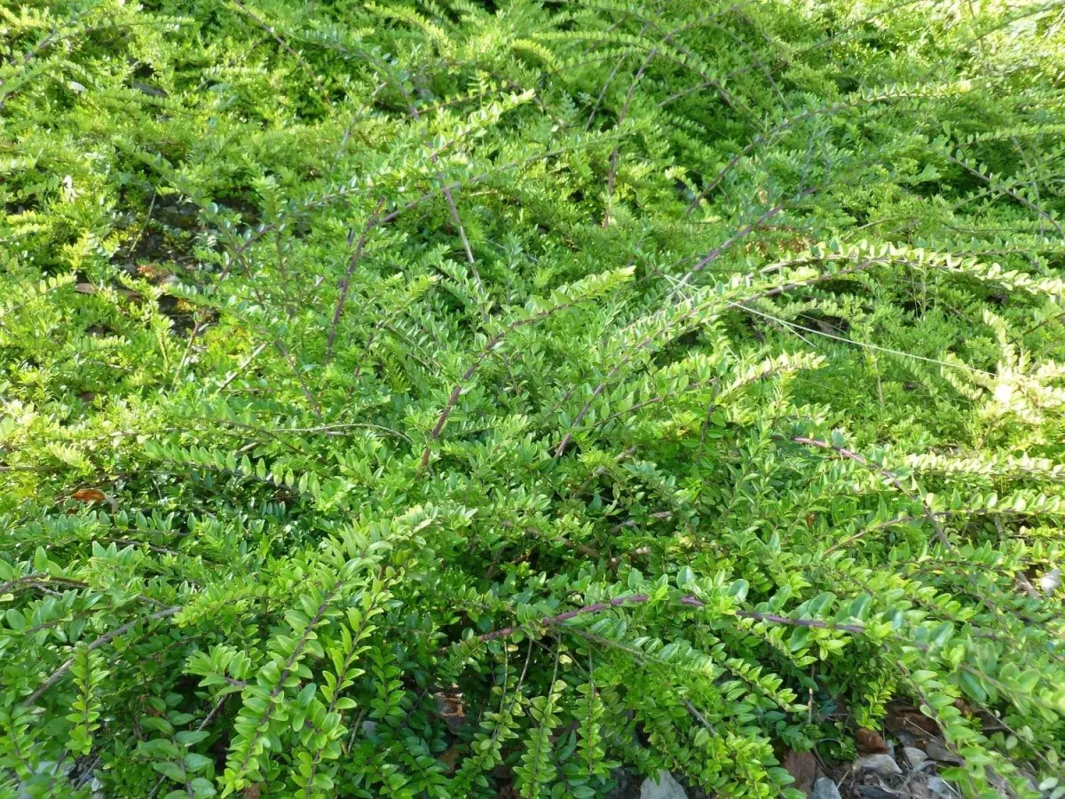 LONICERA nitida / Chèvrefeuille à feuilles de buis - Photo 5