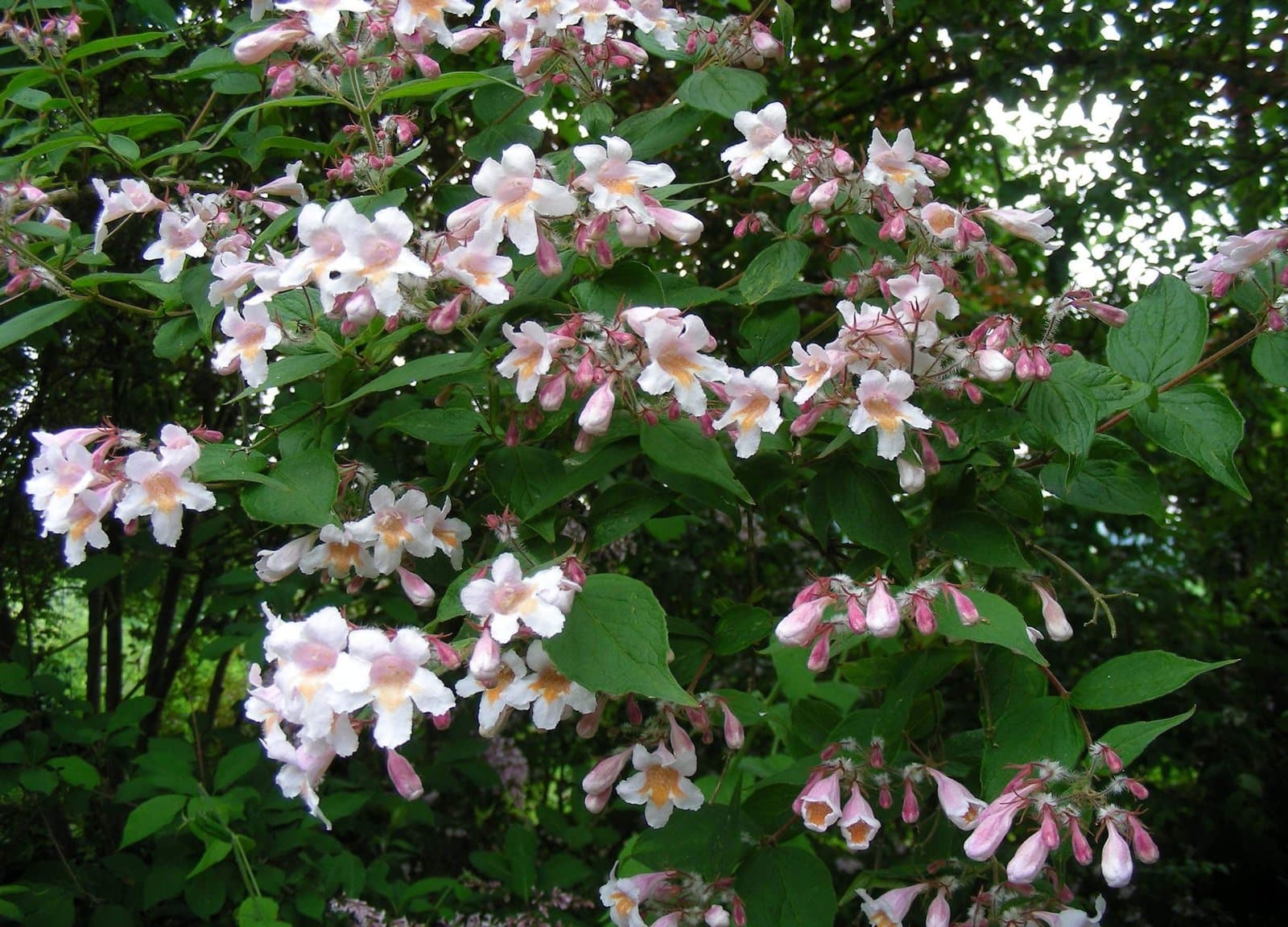 Kolkwitzia amabilis ‘Pink cloud’ / Buisson de beauté 'Pink Cloud' - Photo 2