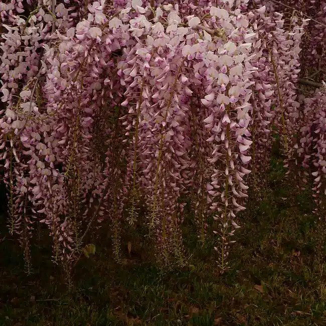 Glycine du Japon 'Honbeni' ('Pink Ice') - wisteria floribunda - Photo 1