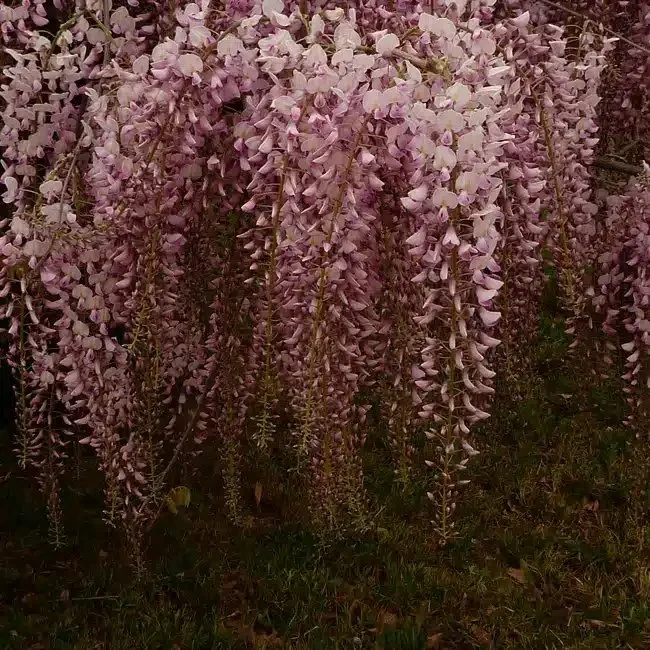 Glycine du Japon 'Honbeni' ('Pink Ice') - wisteria floribunda