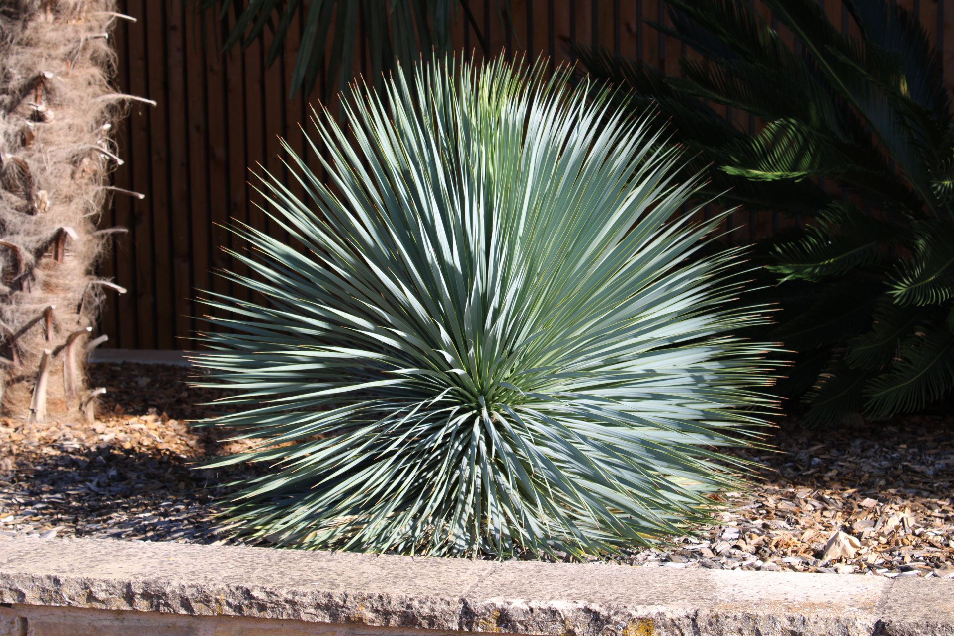 YUCCA ROSTRATA / Yucca bleu du Mexique - Photo 1