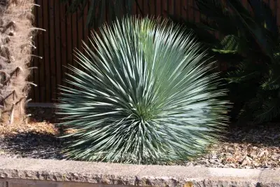 YUCCA ROSTRATA / Yucca bleu du Mexique - Photo 1