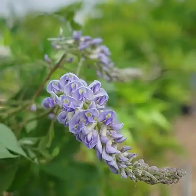 Glycine d'Amérique 'Magnifica' - wisteria frutescens