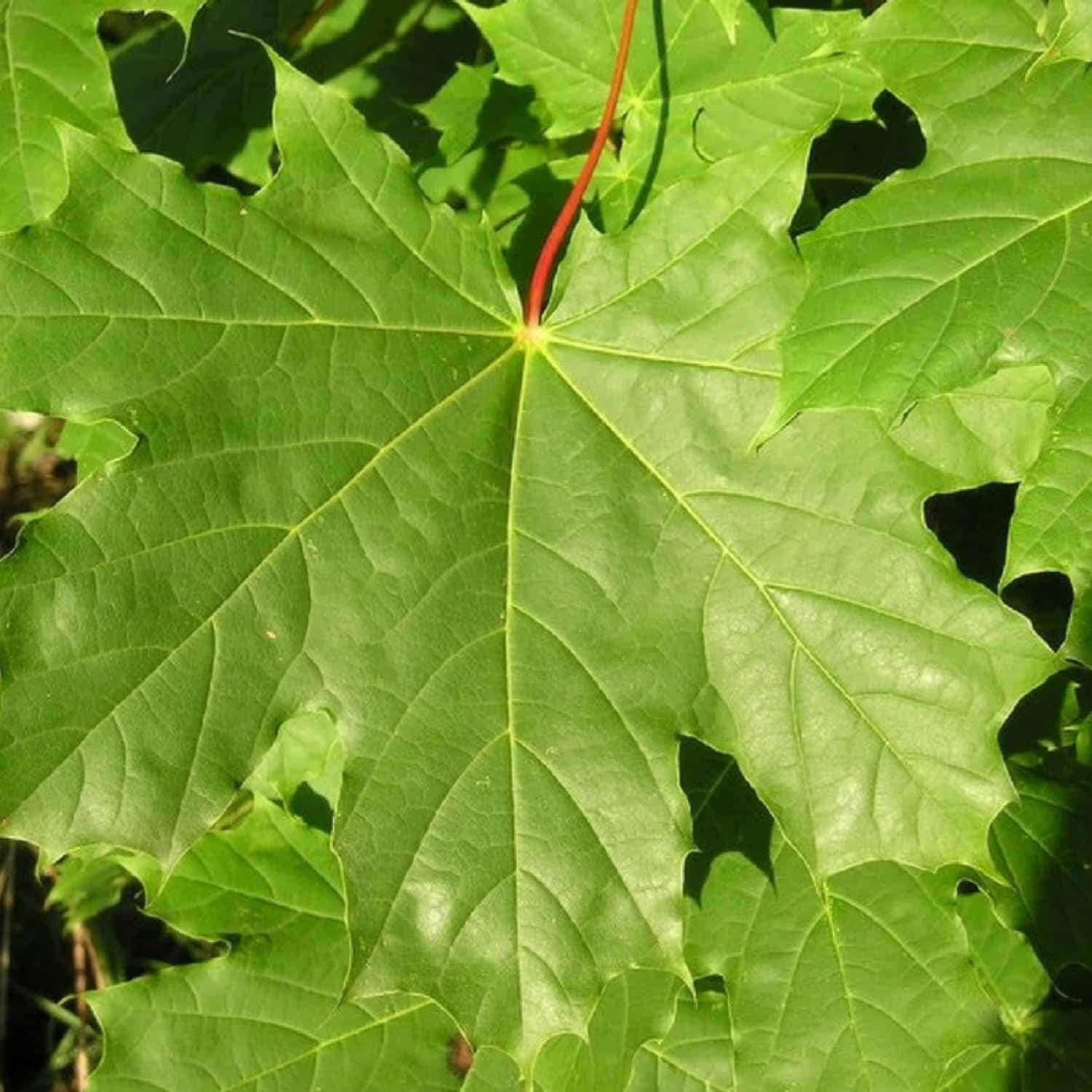 ACER platanoïdes / Érable plane - Photo 1