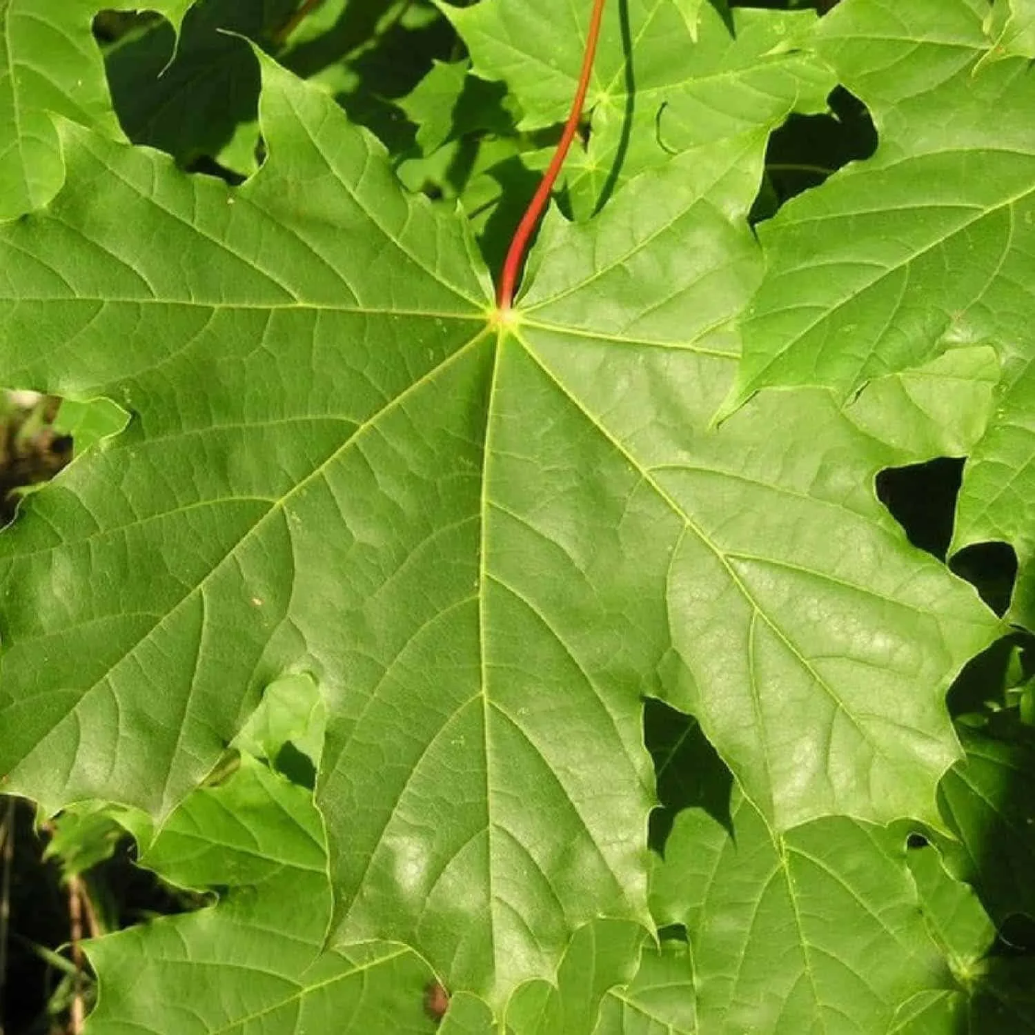 ACER platanoïdes / Érable plane