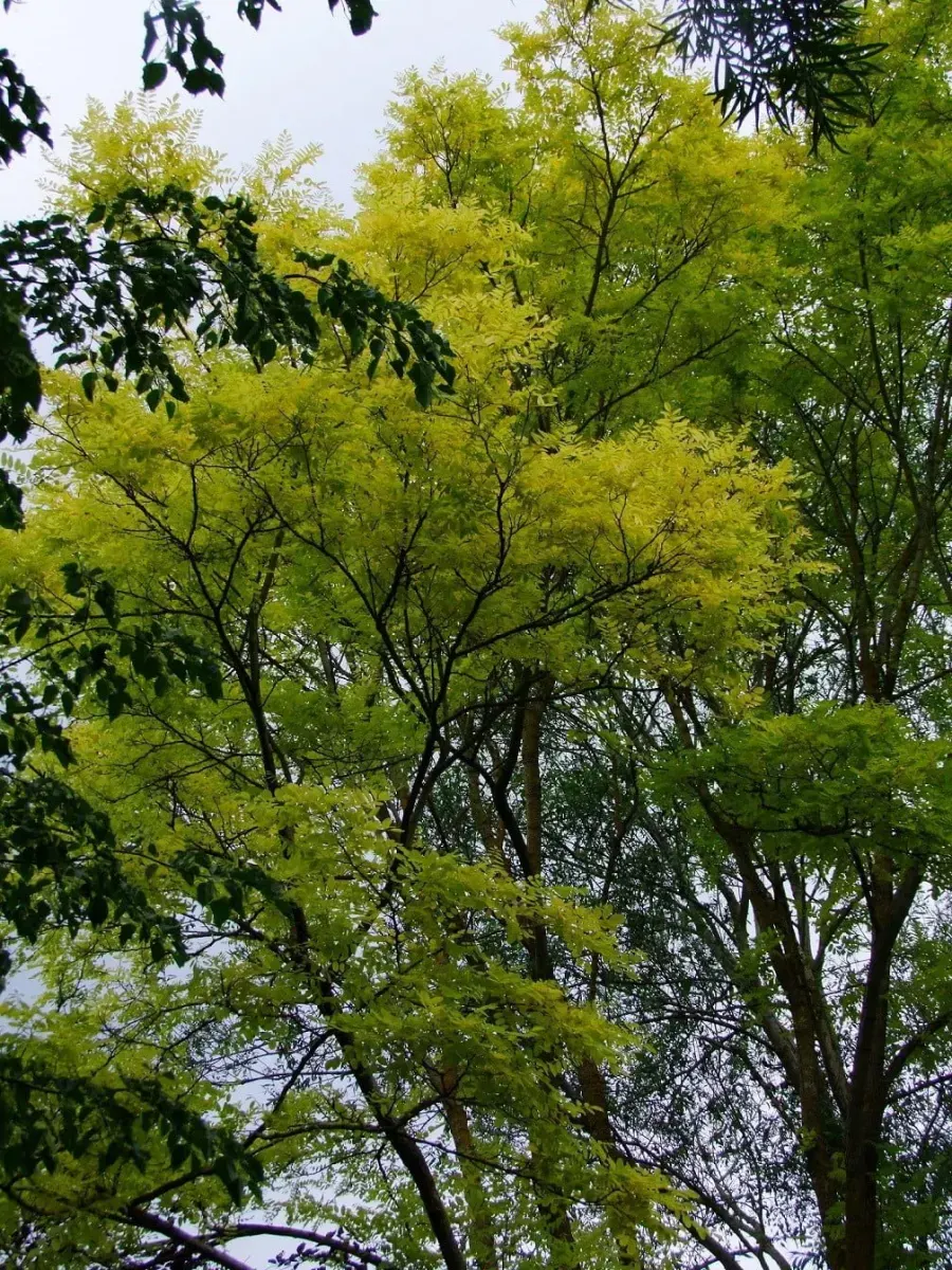 ROBINIA pseudoacacia ‘Frisia’ / Acacia doré - Photo 1