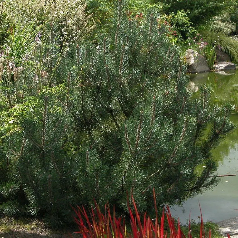 PINUS mugo 'Mughus' / Pin de montagne 'Mughus' - Photo 3