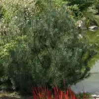 PINUS mugo 'Mughus' / Pin de montagne 'Mughus' - Photo 3