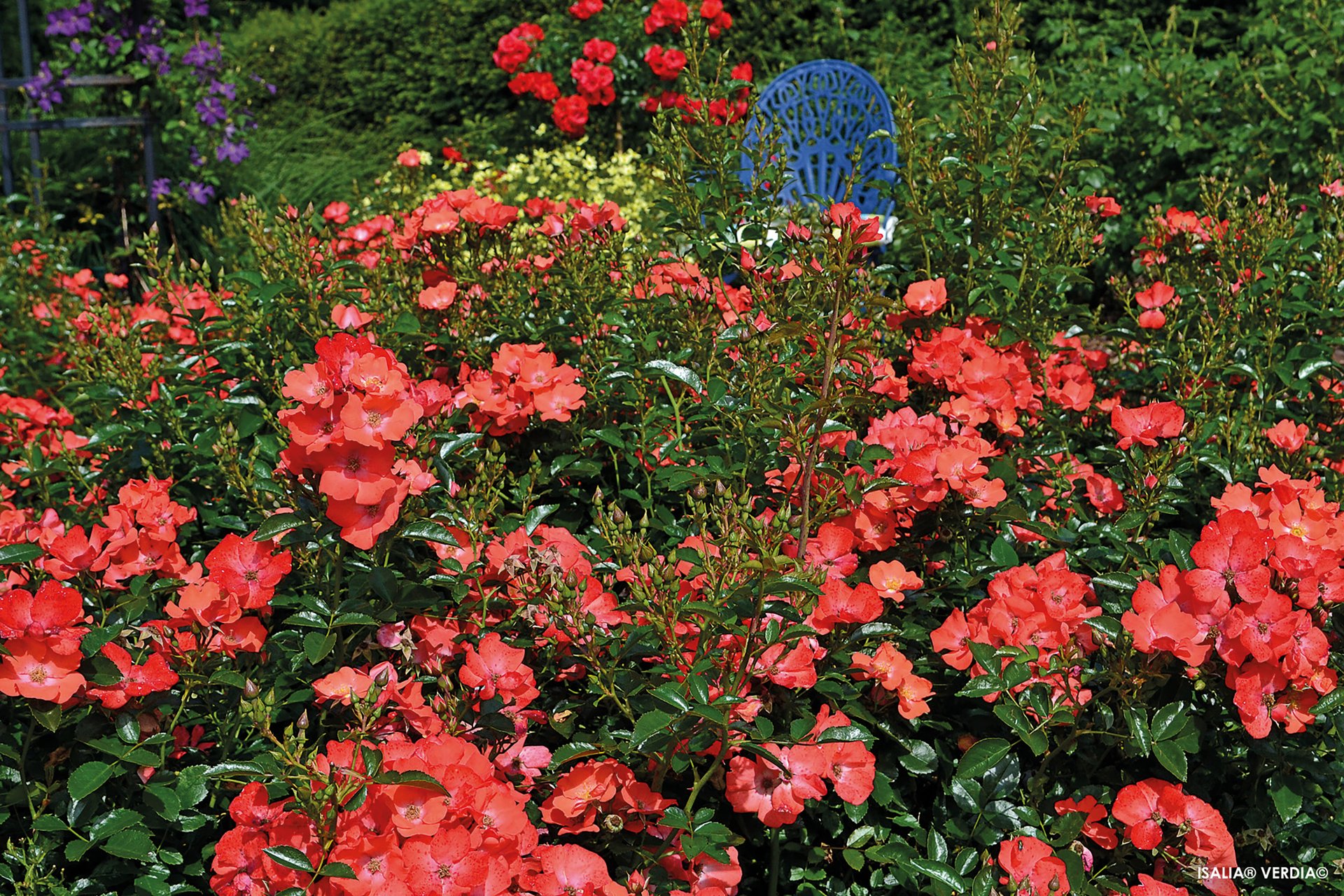 ROSIER décorosier 'Isalia' (rouge orangé) - Photo 3