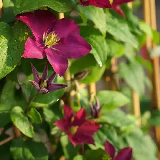 Clématite 'Madame Edouard André' - clematis - Photo 3