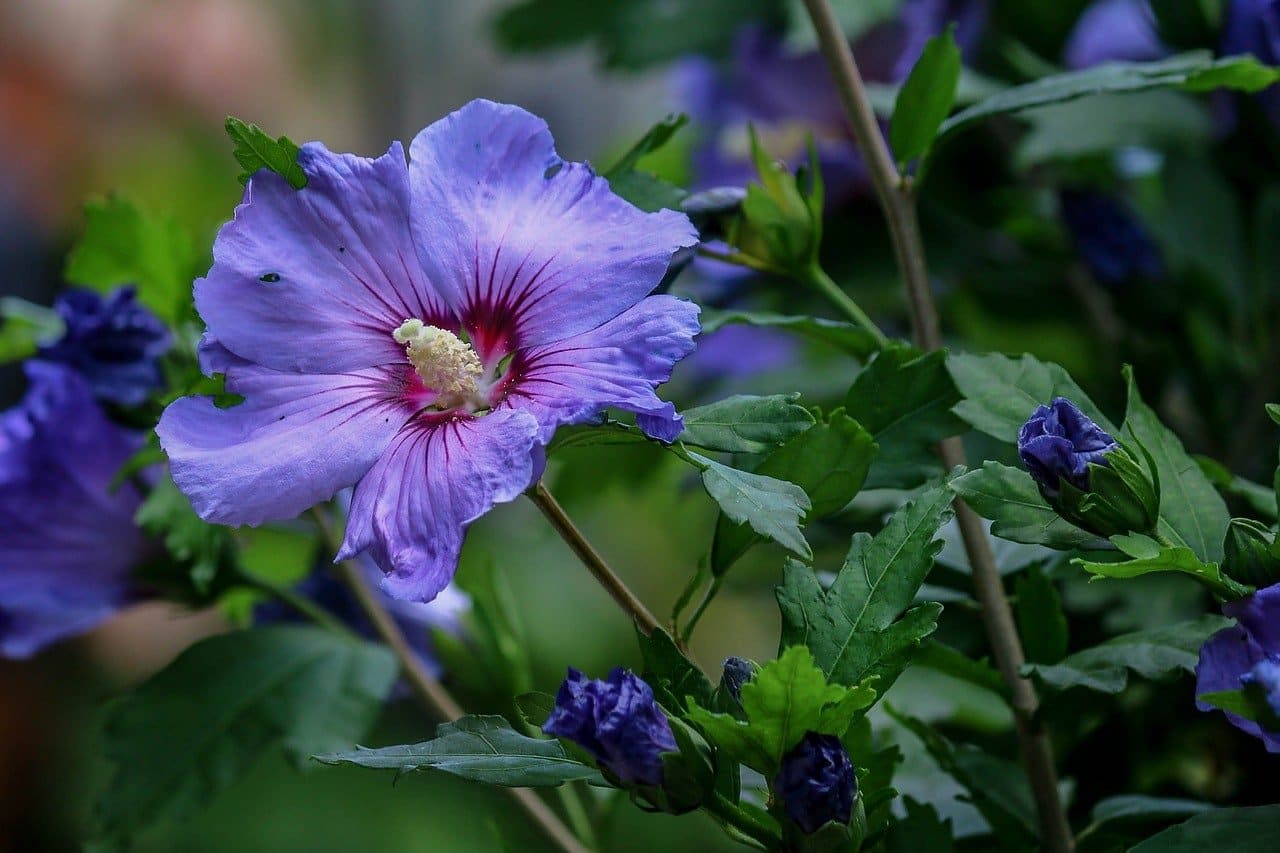 HIBISCUS syriacus ‘Oiseau bleu’ / Mauve en arbre 'Oiseau Bleu' - Photo 2