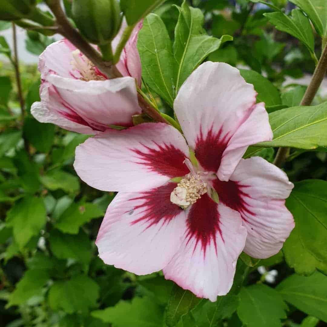 HIBISCUS syriacus ‘Hamabo’ / Mauve en arbre 'Hamabo' - Photo 2