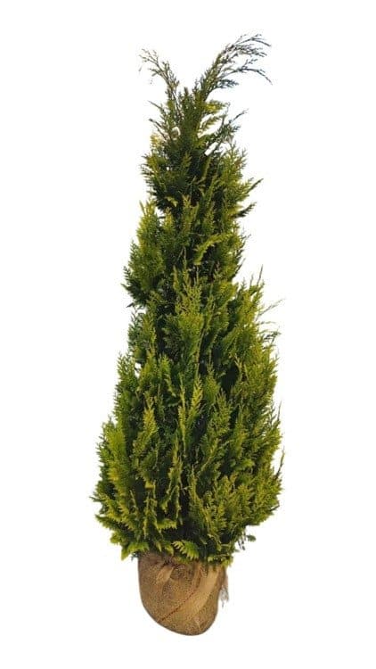 CHAMAECYPARIS lawsoniana 'Ivonne' / Cyprès de Lawson, Faux cyprès - Photo 2