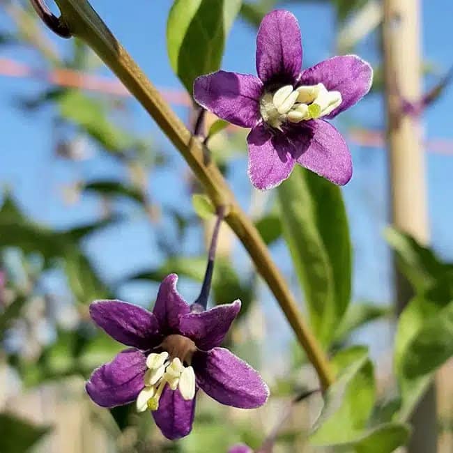 LYCIUM Barbarum - Baie de Goji - Photo 3