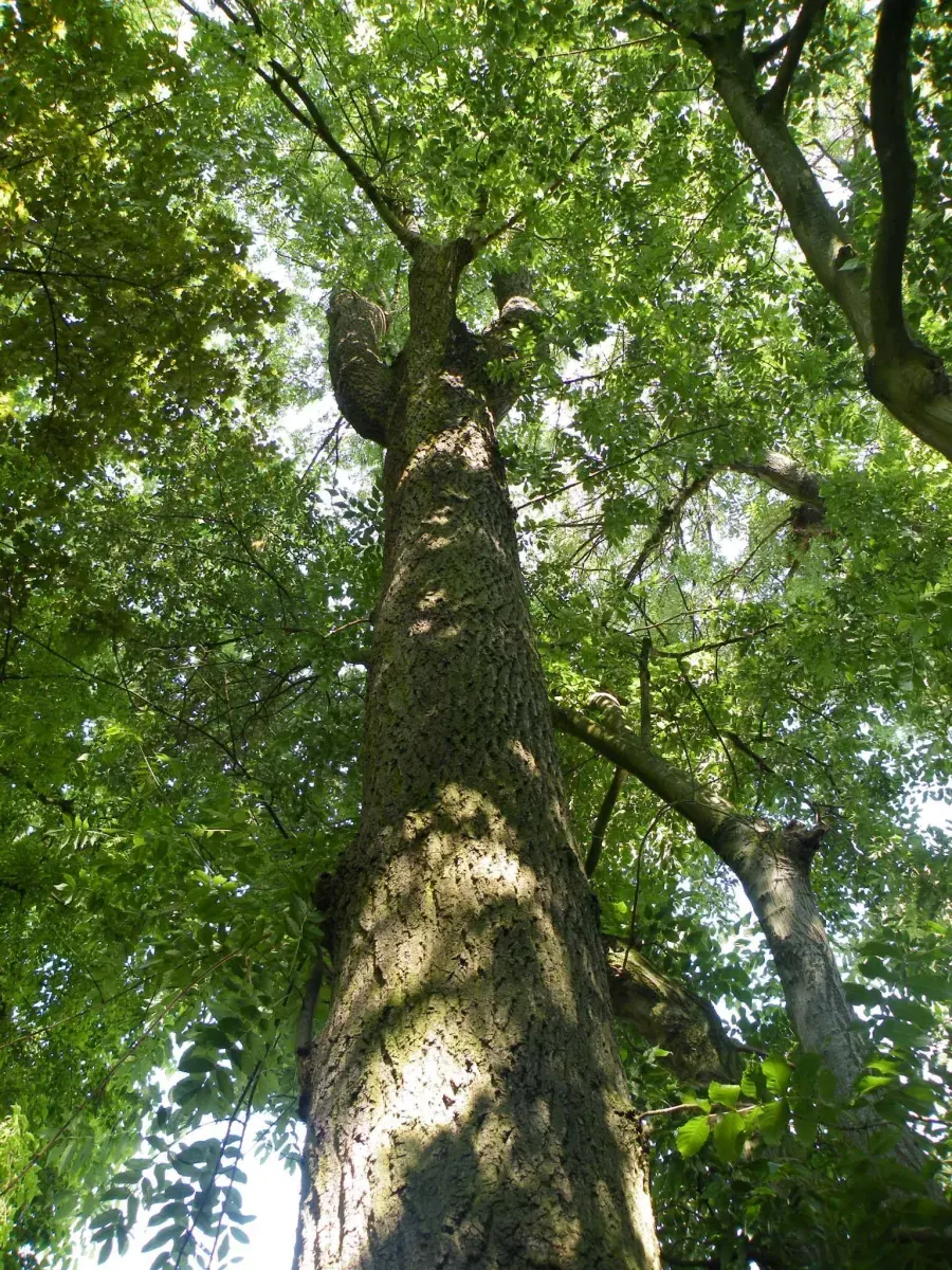 FRAXINUS excelsior / Frêne commun - Photo 2