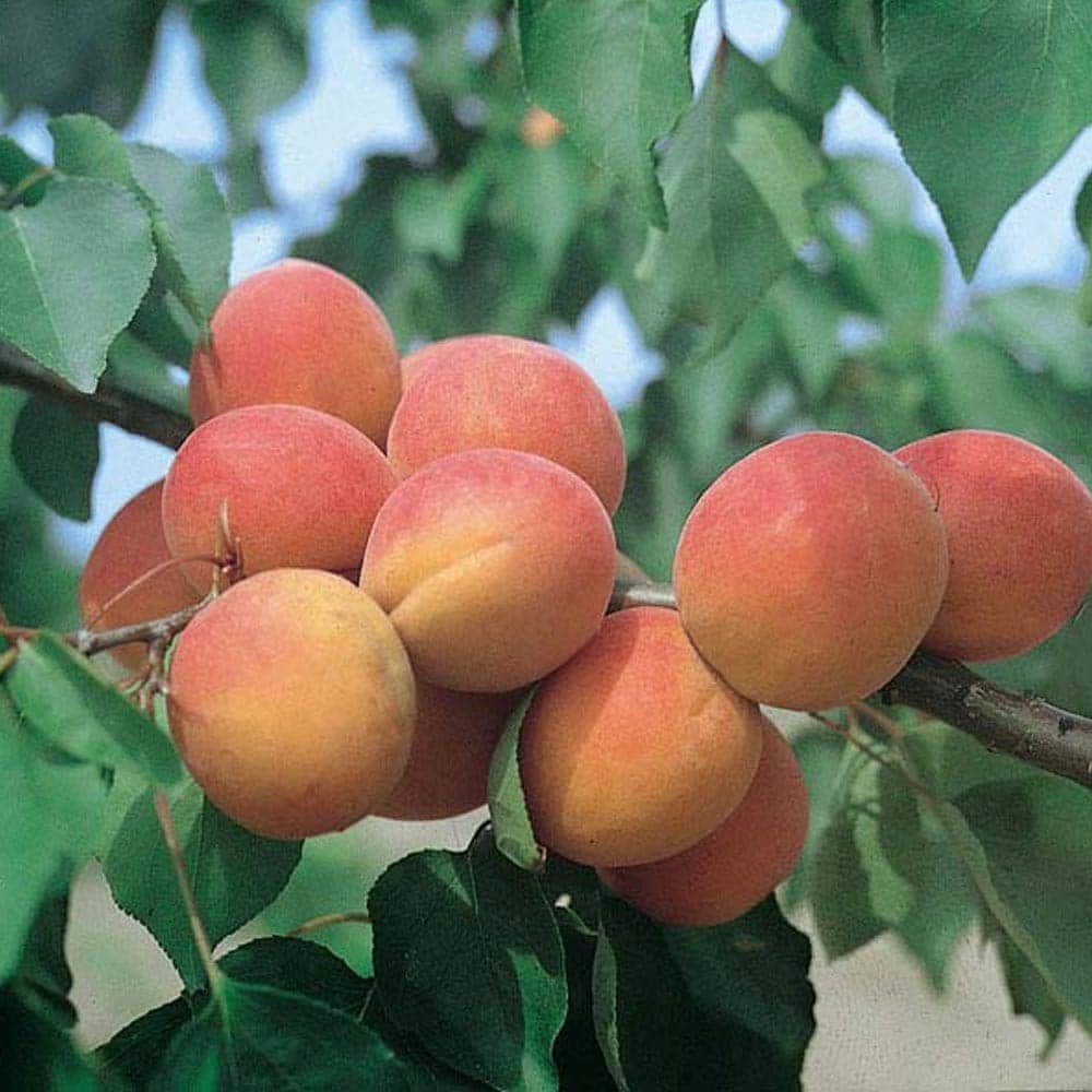 Prunus armeniaca 'Bergeron' / Abricotier Bergeron - Photo 1