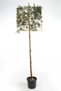 8/+ TRONC 200 CM - CADRE HAUTEUR 100 CM X LARGEUR 140 CM