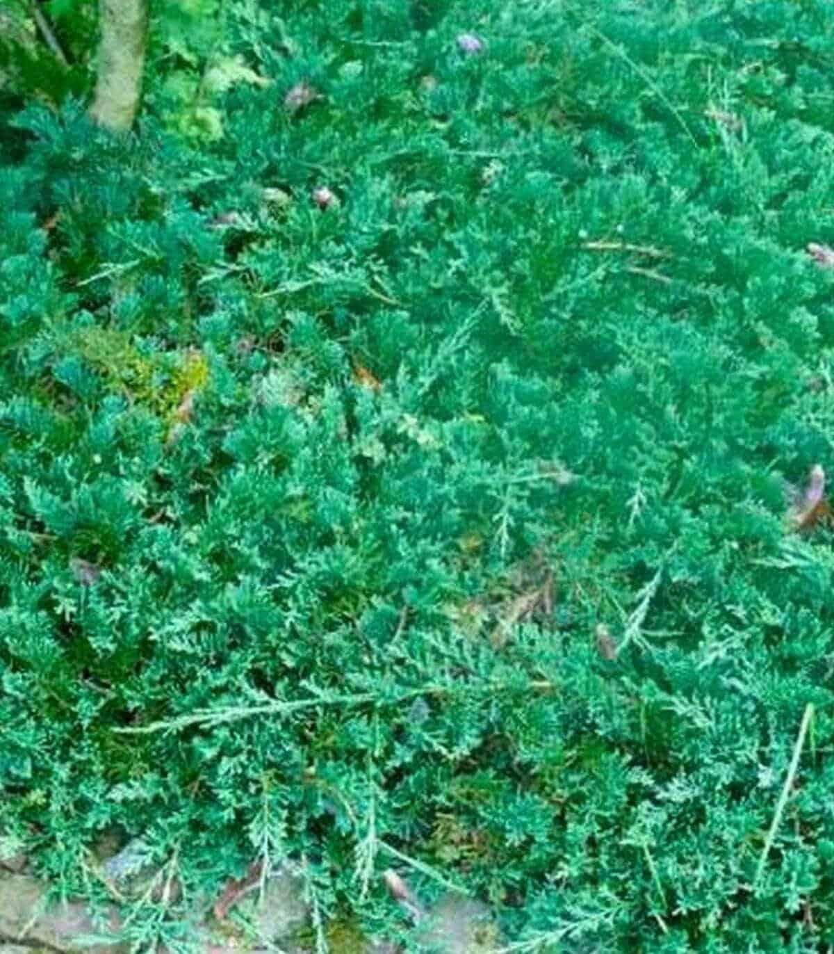 JUNIPERUS horizontalis ‘Wiltonii’  / Genévrier horizontal 'Wiltonii' - Photo 1