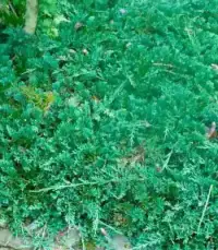 JUNIPERUS horizontalis ‘Wiltonii’  / Genévrier horizontal 'Wiltonii' - Photo 1