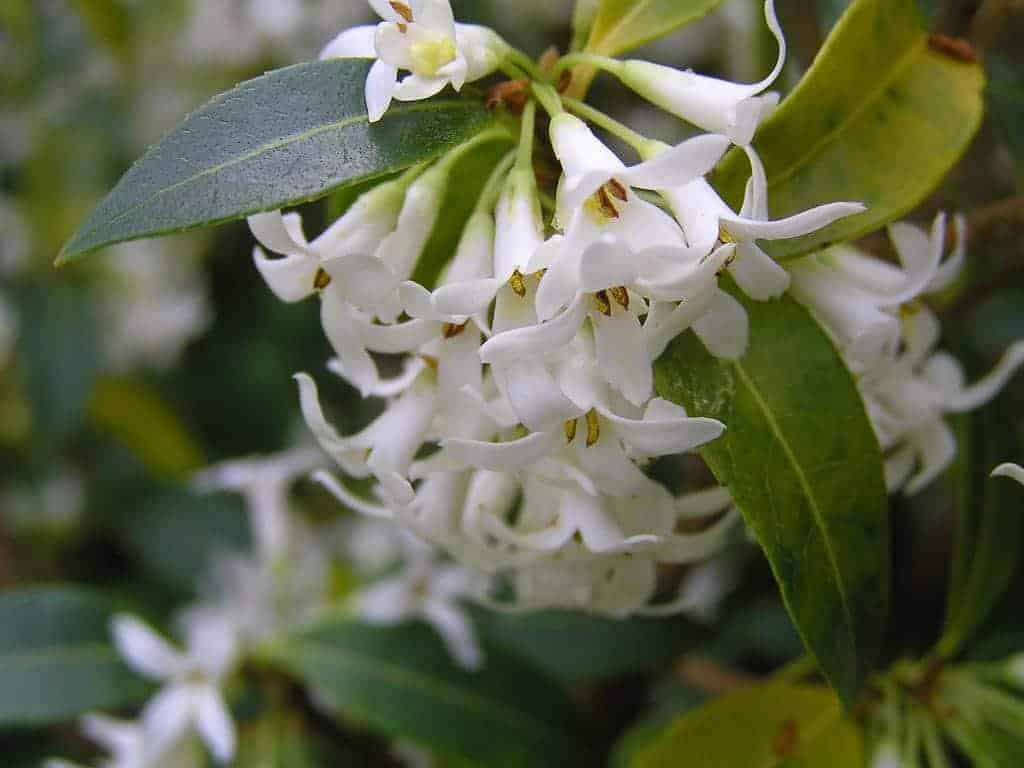 OSMANTHUS x burkwoodii / Osmanthe de Burkwood - Photo 1