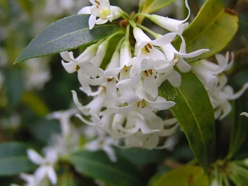 OSMANTHUS x burkwoodii / Osmanthe de Burkwood