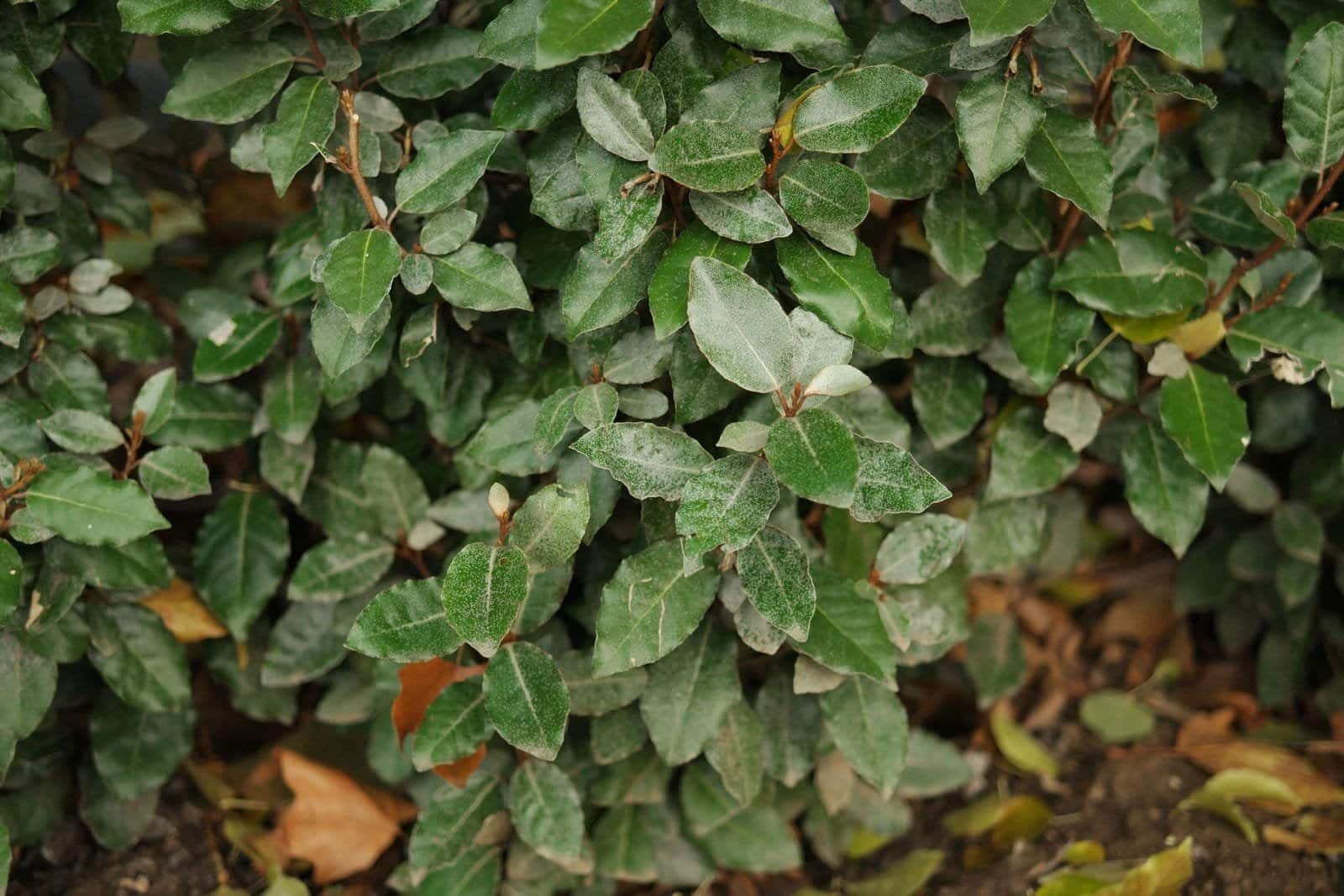 Elaeagnus ebbingei / Chalef - Photo 2